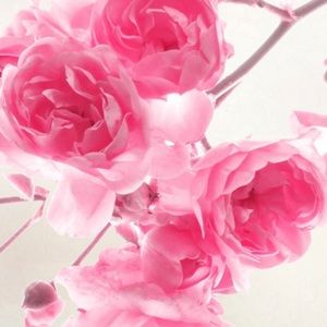 Meet your Posher, Hayley